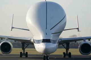 Beluga