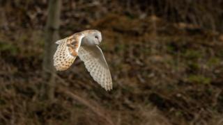 Barn owl