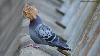 a pigeon with a leaf blown on to its face