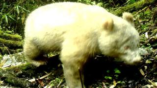 albino-panda