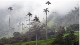 Palmas de cera en el Valle de Cocora