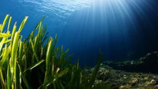Sea grass