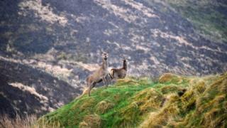 Deer in Tolsta Glen, Isle of Lewis