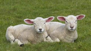 Merinos