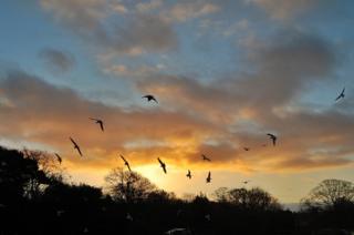 Birds flying above a nature reserve