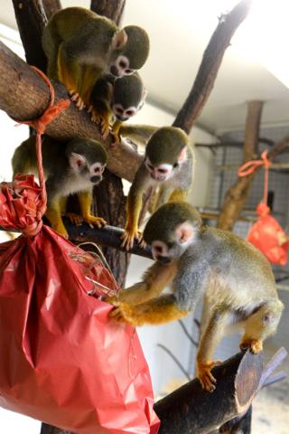 Squirrel monkeys explore their Christmas package