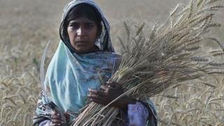 wheat, farmng, crops