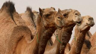 A Saudi man rides a camel he participates in King Abdulaziz Camel Festival in Rimah Governorate, north-east of Riyadh, Saudi Arabia January 19, 2018