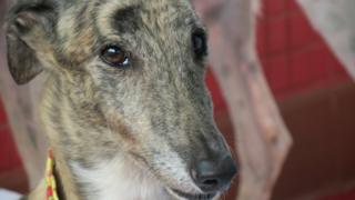 寄居澳門保護動物協會路環收容所的逸園格力犬(BBC中文圖片22/6/2018)