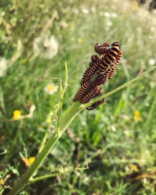 Cinnabar moth caterpillars