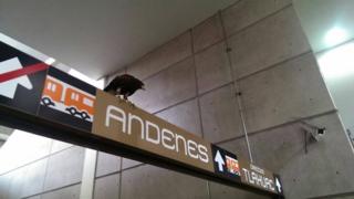 El ave captada en la estación
