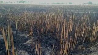 fire in fields