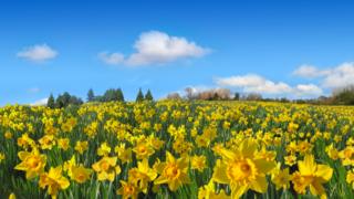 Daffodils growing