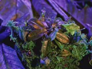 Katydid with Nepenthes