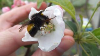 Bumblebees are frequent pollinators of apple crops