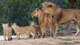 A family of lions