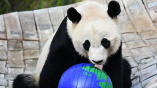 Bei Bei the giant panda licking a globe