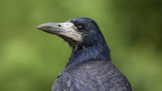 குப்பை பொறுக்க