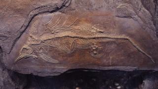 Ichthyosaur fossil.