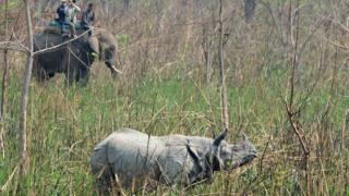 নেপালের চিতওয়ান ন্যাশনাল পার্কের গন্ডার (ফাইল ছবি)