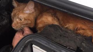 Cat stuck in car engine