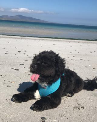 dog on Berneray in the Western Isles