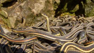 Huw Cordey/naturepl.com