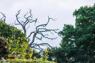 The Witches Tree in Cothill Woods