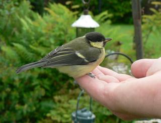 great tit