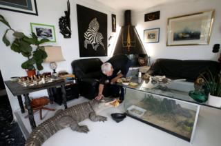 Philippe Gillet gives chicken to his alligator Ali