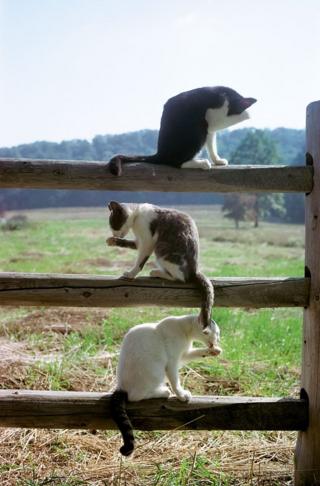 Коты