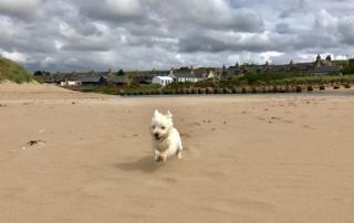 dog on beach