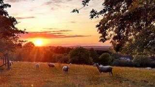 Sheep at Sparsholt