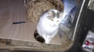 Cleo the cat