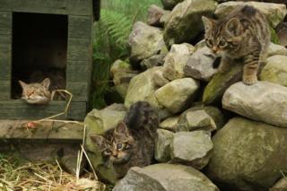wildcat kittens and mum