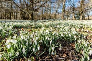 Snowdrops