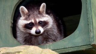 A raccoon at Tropiquaria Zoo