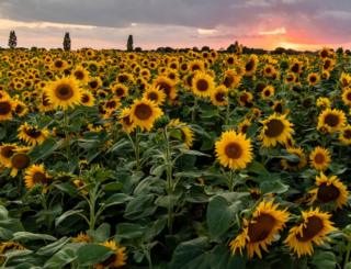 Sunflowers in a field