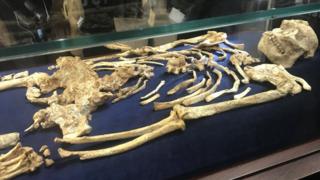 Little Foot's skeleton