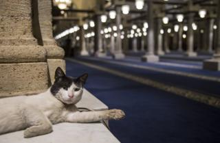 A cat stretches out one paw as it lays down in a mosque.