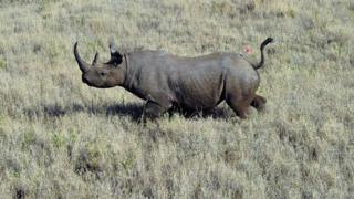 Sambu, un rhinocéros noir sauvage, est photographié après avoir été piqué d'un hélicoptère dans la réserve de Lewa le 28 août 2013.