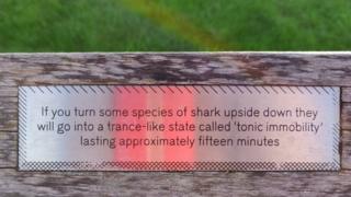 Bench plaque: "If you turn some species of shark upside down they will go into a trance-like state called tonic immobility lasting approximately fifteen minutes."