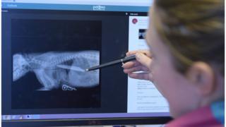 Veterinária mostra a faca no raio-X de Macie