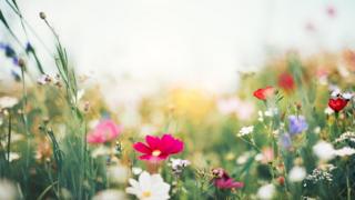 Flores