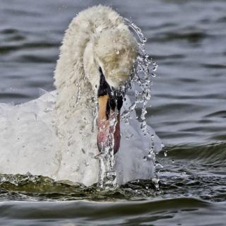 A swan preening itself