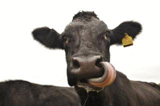 A cow licking it's nose