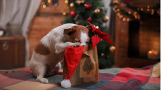 Cachorros xereta em uma embalagem de presente de Natal