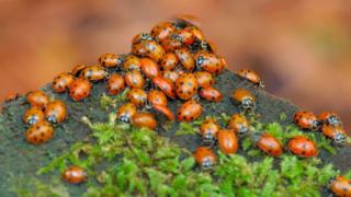 group-of-ladybirds.