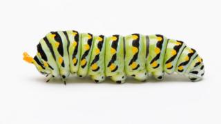 Oruga