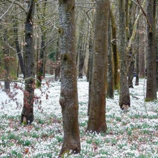 The snowdrop-covered Welford Park, near Newbury in Berkshire